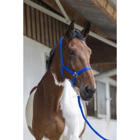 Licol + longe RIDING WORLD - Club Bleu Roi