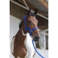 Licol + longe RIDING WORLD - Club Bleu Roi